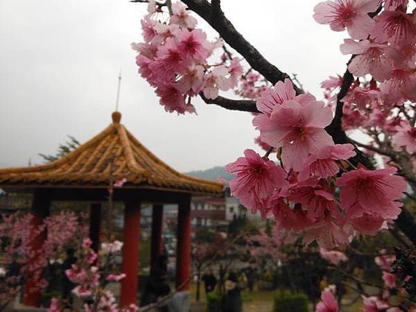 姐姐寶藏巖.花園新城賞櫻.癮水圳道步道.屈尺古道.櫻花街.東聖宮.五十六份登山步道 081