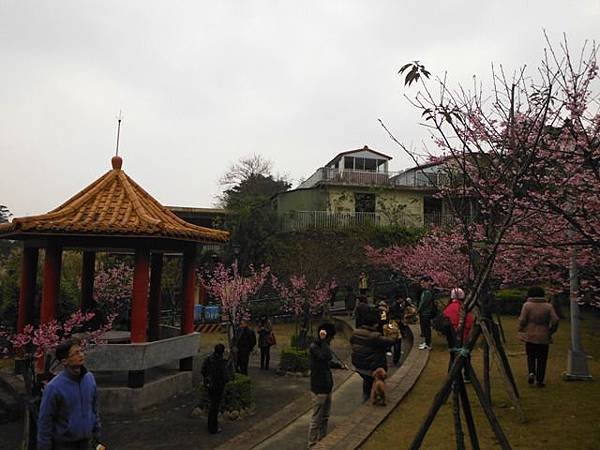 姐姐寶藏巖.花園新城賞櫻.癮水圳道步道.屈尺古道.櫻花街.東聖宮.五十六份登山步道 082