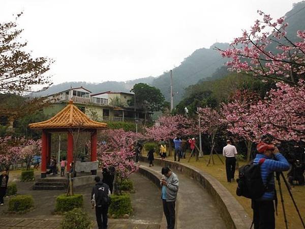 姐姐寶藏巖.花園新城賞櫻.癮水圳道步道.屈尺古道.櫻花街.東聖宮.五十六份登山步道 083