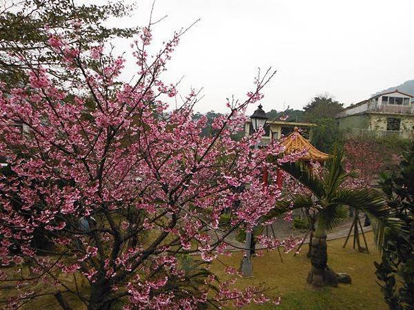 姐姐寶藏巖.花園新城賞櫻.癮水圳道步道.屈尺古道.櫻花街.東聖宮.五十六份登山步道 085