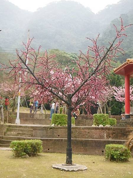 姐姐寶藏巖.花園新城賞櫻.癮水圳道步道.屈尺古道.櫻花街.東聖宮.五十六份登山步道 086