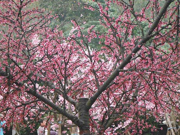 姐姐寶藏巖.花園新城賞櫻.癮水圳道步道.屈尺古道.櫻花街.東聖宮.五十六份登山步道 087