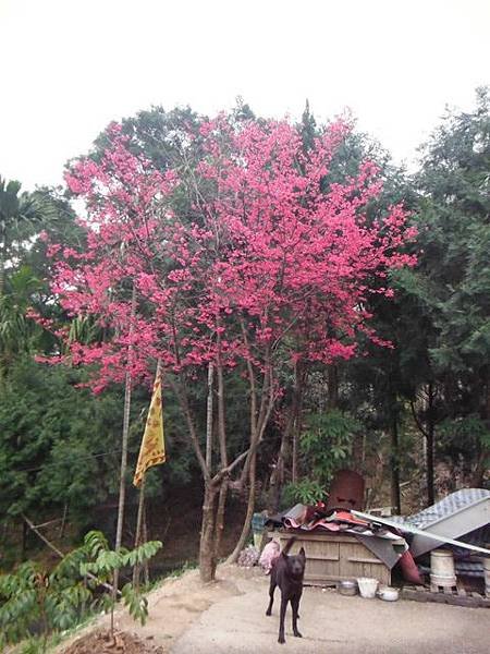 姐姐寶藏巖.花園新城賞櫻.癮水圳道步道.屈尺古道.櫻花街.東聖宮.五十六份登山步道 090