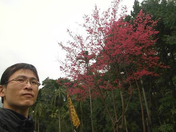 姐姐寶藏巖.花園新城賞櫻.癮水圳道步道.屈尺古道.櫻花街.東聖宮.五十六份登山步道 092