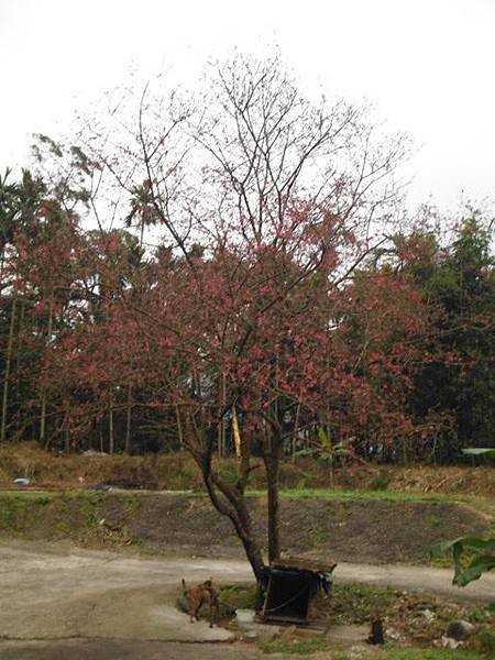 姐姐寶藏巖.花園新城賞櫻.癮水圳道步道.屈尺古道.櫻花街.東聖宮.五十六份登山步道 093