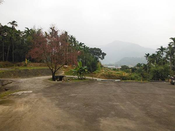 姐姐寶藏巖.花園新城賞櫻.癮水圳道步道.屈尺古道.櫻花街.東聖宮.五十六份登山步道 105