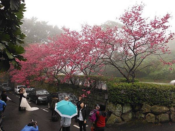 中國麗緻飯店賞櫻.金包里公學校三界壇分校御大禮記念樹.金山中山公園賞櫻.三重橋鑛務課194基石 006