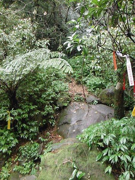 中國麗緻飯店賞櫻.金包里公學校三界壇分校御大禮記念樹.金山中山公園賞櫻.三重橋鑛務課194基石 111