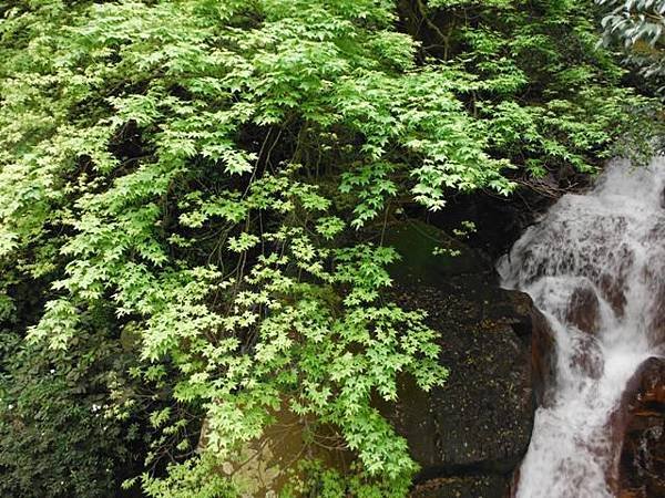 三角埔發電所.水管路步道.第三淨水廠.陽明湧泉 170