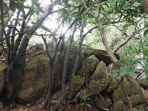 林子山.狗殷勤步道 029