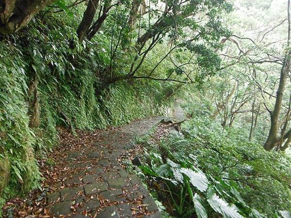 林子山.狗殷勤步道 065