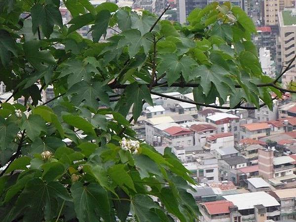 騎單車到景美山賞桐槓龜行 043