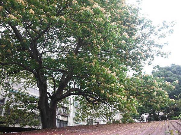 溫州公園台電加羅林魚木 023