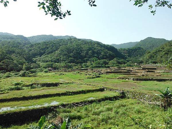 草嶺古道.519基石.鑛務課440基石.桃源谷.草嶺山.灣坑頭山.蕃薯寮山 026