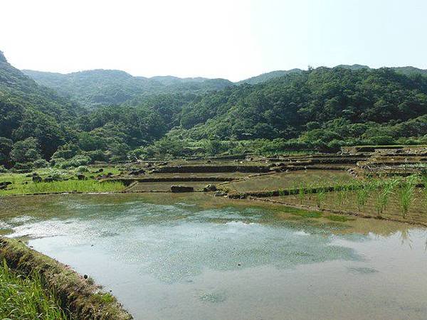 草嶺古道.519基石.鑛務課440基石.桃源谷.草嶺山.灣坑頭山.蕃薯寮山 029