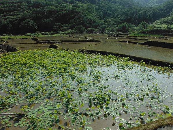 草嶺古道.519基石.鑛務課440基石.桃源谷.草嶺山.灣坑頭山.蕃薯寮山 030