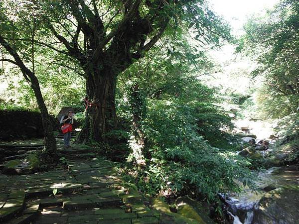 草嶺古道.519基石.鑛務課440基石.桃源谷.草嶺山.灣坑頭山.蕃薯寮山 035