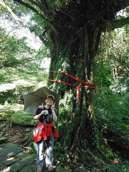 草嶺古道.519基石.鑛務課440基石.桃源谷.草嶺山.灣坑頭山.蕃薯寮山 036