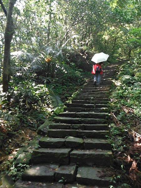 草嶺古道.519基石.鑛務課440基石.桃源谷.草嶺山.灣坑頭山.蕃薯寮山 037