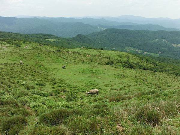 草嶺古道.519基石.鑛務課440基石.桃源谷.草嶺山.灣坑頭山.蕃薯寮山 119