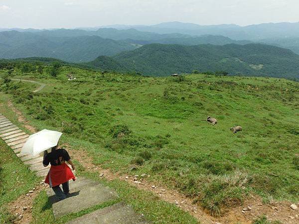 草嶺古道.519基石.鑛務課440基石.桃源谷.草嶺山.灣坑頭山.蕃薯寮山 121