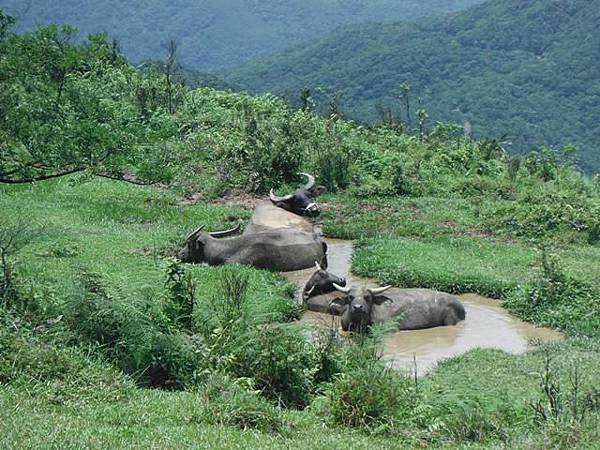 草嶺古道.519基石.鑛務課440基石.桃源谷.草嶺山.灣坑頭山.蕃薯寮山 123