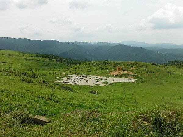 草嶺古道.519基石.鑛務課440基石.桃源谷.草嶺山.灣坑頭山.蕃薯寮山 157