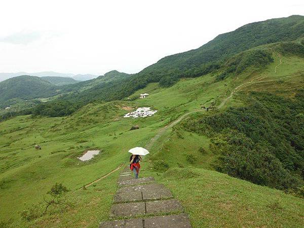 草嶺古道.519基石.鑛務課440基石.桃源谷.草嶺山.灣坑頭山.蕃薯寮山 164