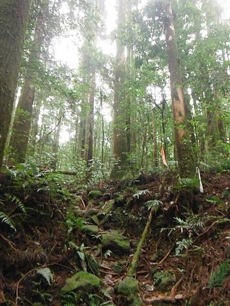逐鹿山.逐鹿山西峰下雲森瀑布 068.JPG