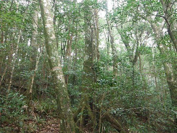 逐鹿山.逐鹿山西峰下雲森瀑布 082.JPG