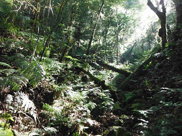 波露池.波露山.哈盆古道 063
