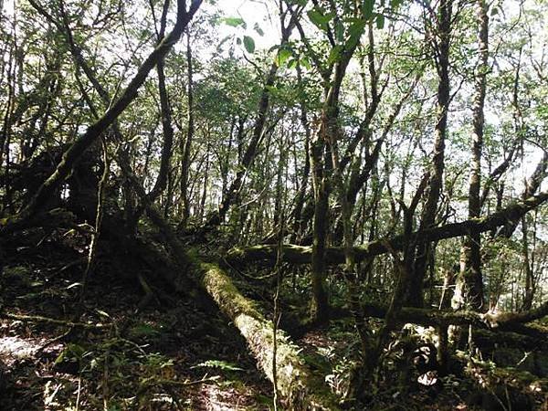 波露池.波露山.哈盆古道 083