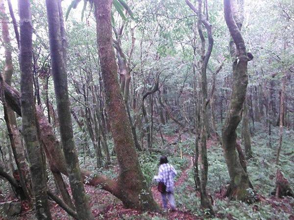 東滿步道.拉卡山 050
