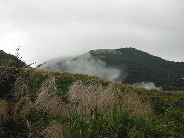 魚路古道秋芒.大油坑山 157