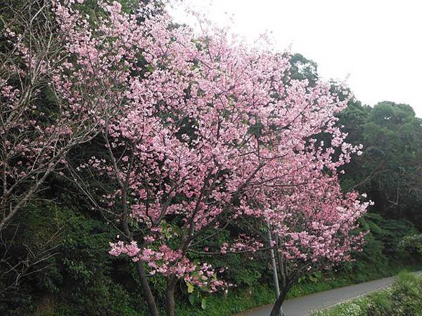 中正紀念堂賞櫻.陽明山賞櫻.旗尾崙山 053.JPG