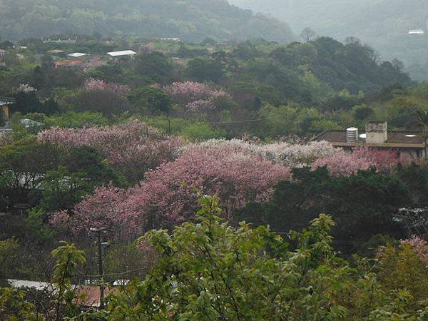 中正紀念堂賞櫻.陽明山賞櫻.旗尾崙山 055.JPG