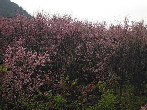 中正紀念堂賞櫻.陽明山賞櫻.旗尾崙山 061.JPG