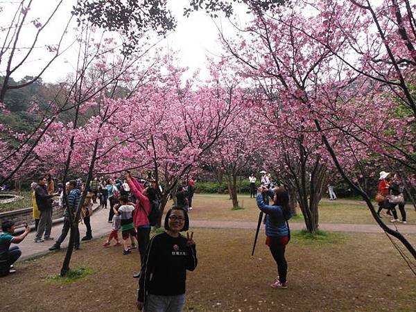 中正紀念堂賞櫻.陽明山賞櫻.旗尾崙山 067.JPG