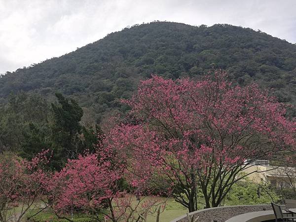 竹子湖青楓步道 (36).jpg