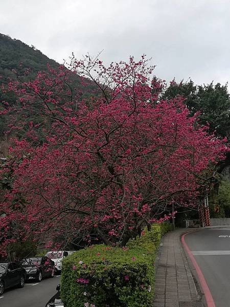 竹子湖青楓步道 (2).jpg