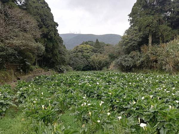 竹子湖青楓步道 (28).jpg