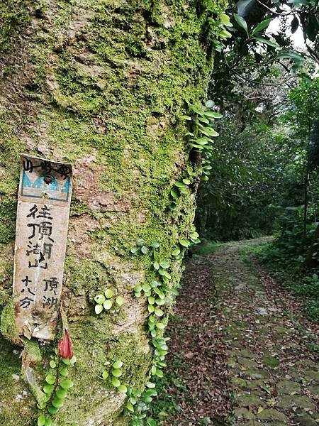 竹子湖青楓步道 (40).jpg