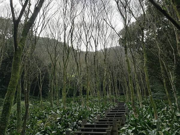 竹子湖青楓步道 (42).jpg