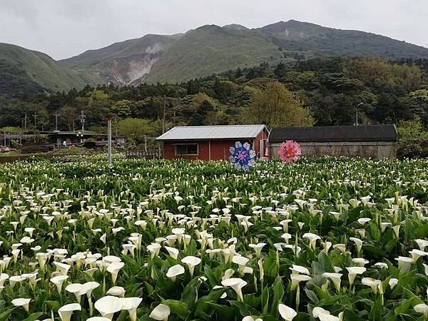 2020陽明山花季 (39).jpg