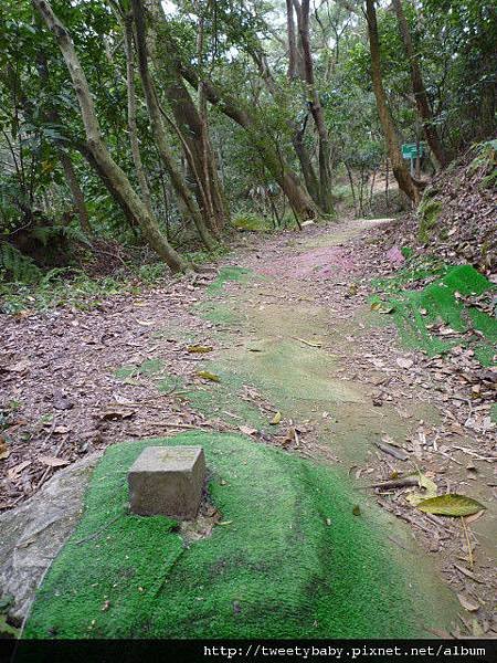 軍功山.中埔山.魚民日式料理 069.JPG