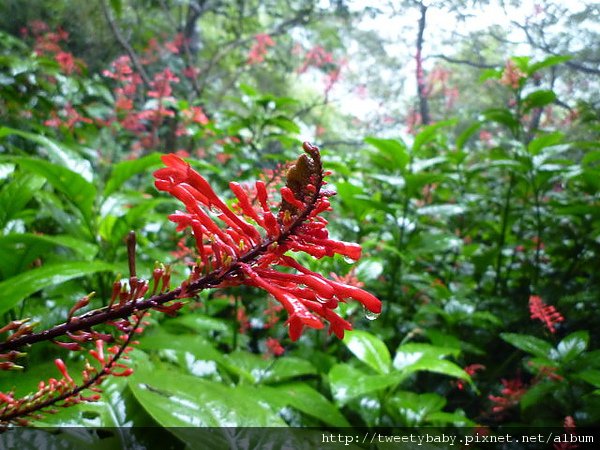 茄苳瀑布.杜月笙墓園 029.JPG