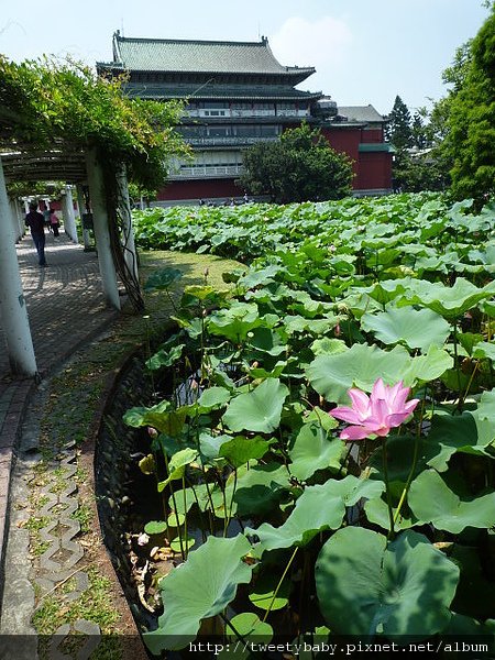 台北植物園 020.JPG