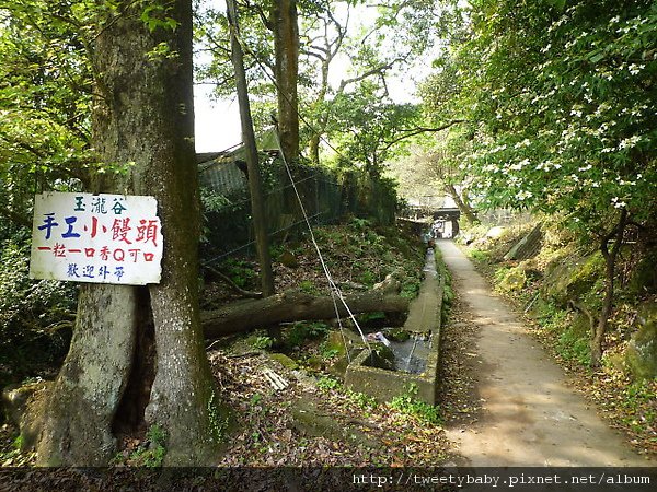 大屯瀑布.青春嶺.竹子湖頂湖海芋 043.JPG