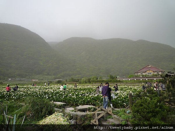 大屯瀑布.青春嶺.竹子湖頂湖海芋 110.JPG