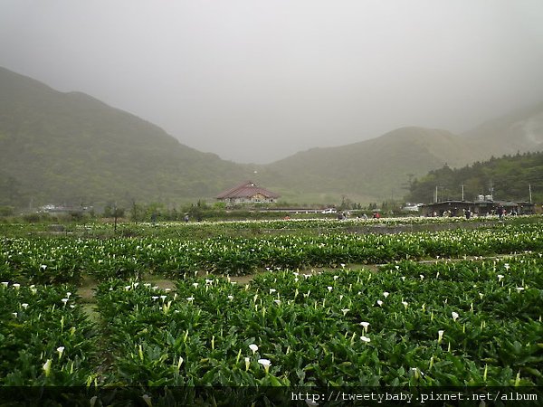 大屯瀑布.青春嶺.竹子湖頂湖海芋 139.JPG